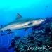 shark_greyreef_kk_h_0705_png1541.jpg